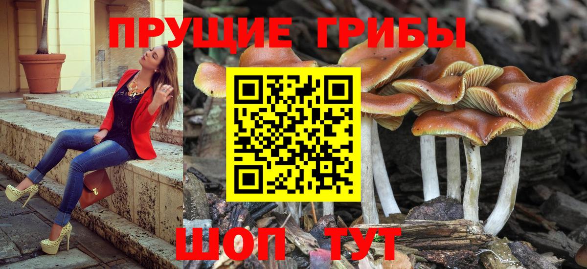 Елизово  Псилоцибиновые грибы MAGIC MUSHROOMS  Вход с VPN  Галлюциногенные грибы мухоморы 